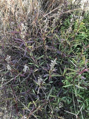 Barleria lupulina