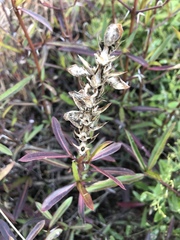 Barleria lupulina