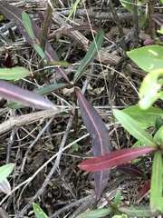 Barleria lupulina