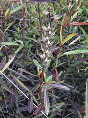 Barleria lupulina