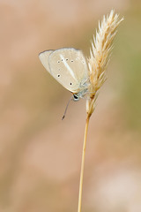 Polyommatus ripartii