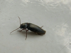 Melanotus punctolineatus