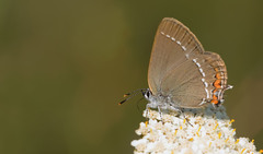 Satyrium acaciae