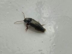 Melanotus punctolineatus