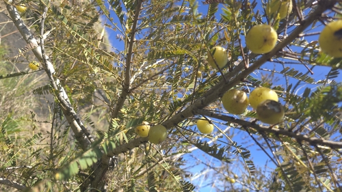 Foto de Amla