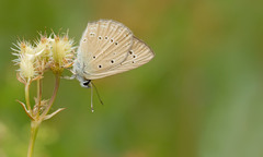 Polyommatus admetus