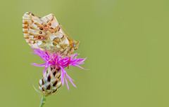 Boloria graeca