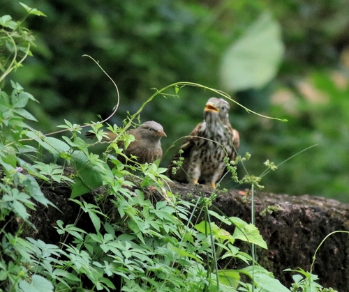 Jungle Babbler (Argya striata), photo 4