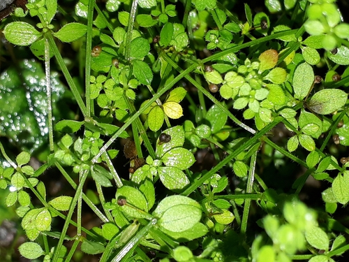 Image of Galium propinquum by (c) Leon Perrie, some rights reserved (CC BY)