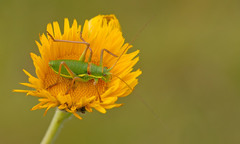 Ephippiger ephippiger