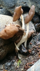 Helvella elastica
