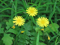 Aposeris foetida