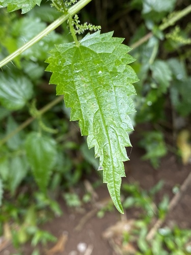 Foto de Urtiga