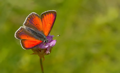 Lycaena candens