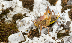 Psorodonotus macedonicus