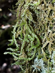 Weymouthia cochlearifolia