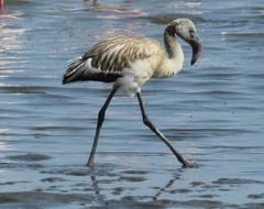Lesser Flamingo photo 3