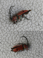 Tetraopes