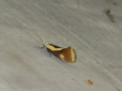 Harpella forficella