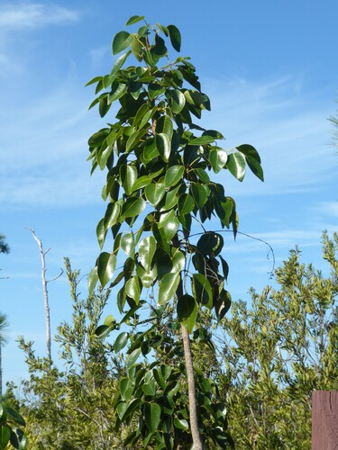 Image of Poisonwood (Metopium toxiferum) by no rights reserved