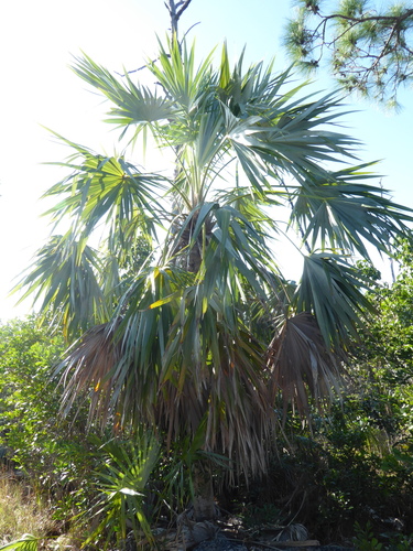 Image of Leucothrinax morrisii by no rights reserved