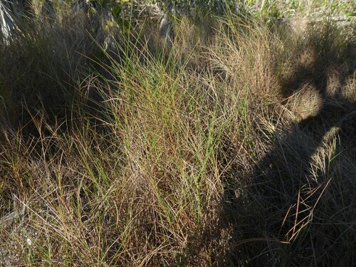 Florida Little Bluestem (Schizachyrium rhizomatum)