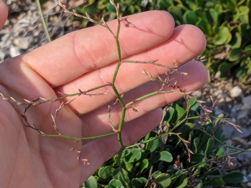 Limonium emarginatum, photograph 1