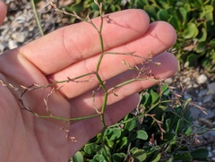 Limonium emarginatum, photograph (c) Zac Peterson, some rights reserved (CC BY)
