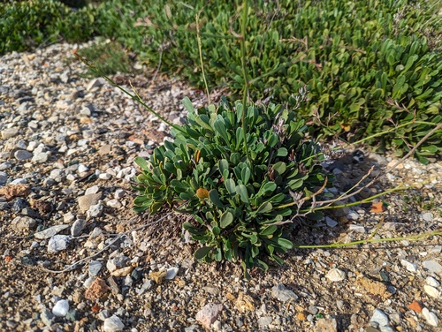 Limonium emarginatum, photograph 3