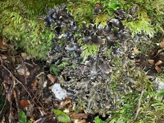 Pseudocyphellaria dissimilis