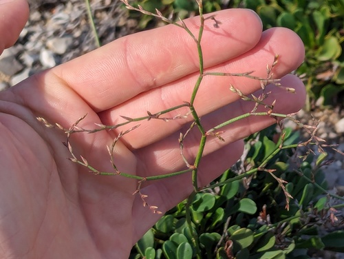 Gibraltar sea lavender (Limonium emarginatum)