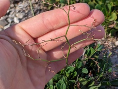 Limonium emarginatum