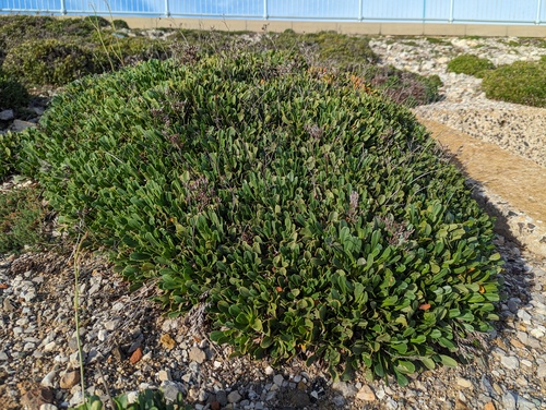 Limonium emarginatum, photograph 4