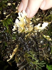 Pseudocyphellaria dissimilis