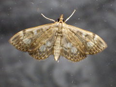 Anania coronata