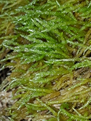 Acrocladium chlamydophyllum