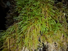 Acrocladium chlamydophyllum