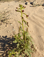 Cleome amblyocarpa