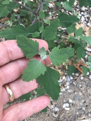 Chenopodium album