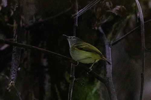 Slaty-headed Tody-Flycatcher (Poecilotriccus sylvia), photo 6