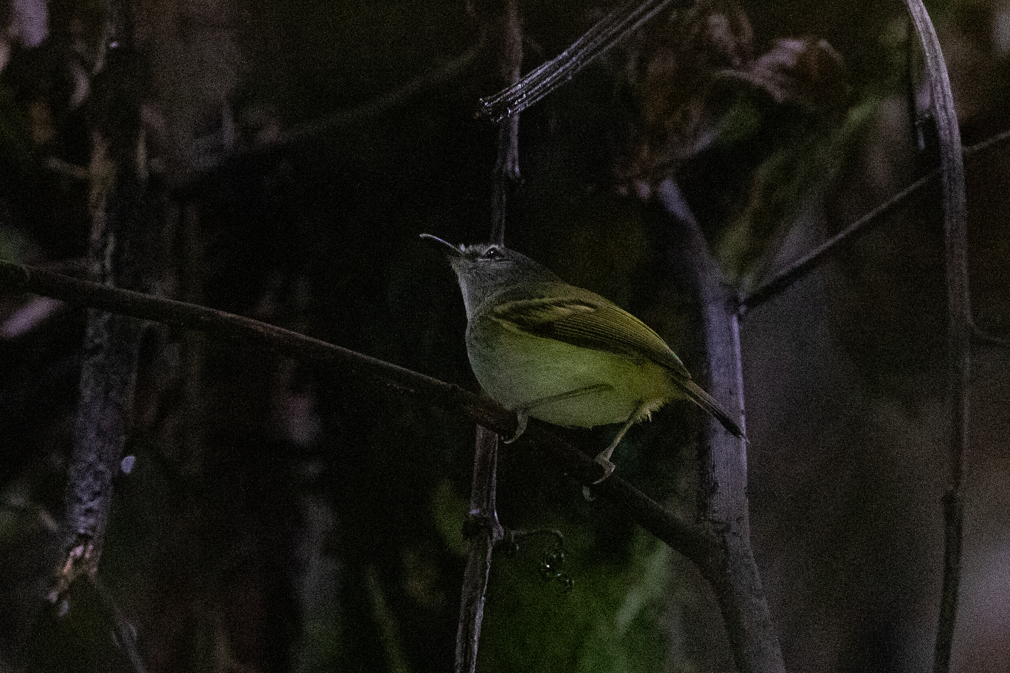 Slaty-headed Tody-Flycatcher (Poecilotriccus sylvia), photo 9