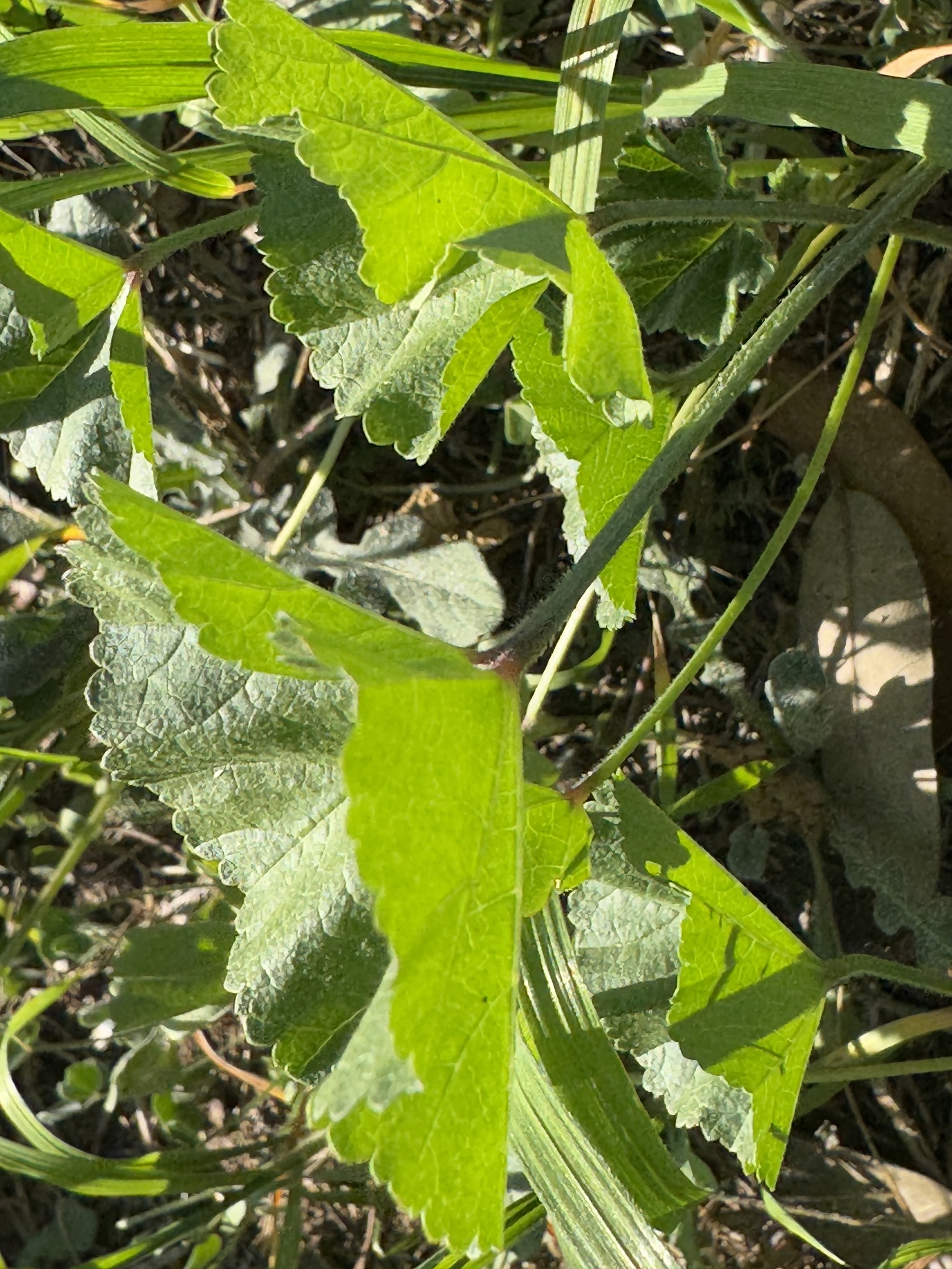 Imagem de Malva-branca