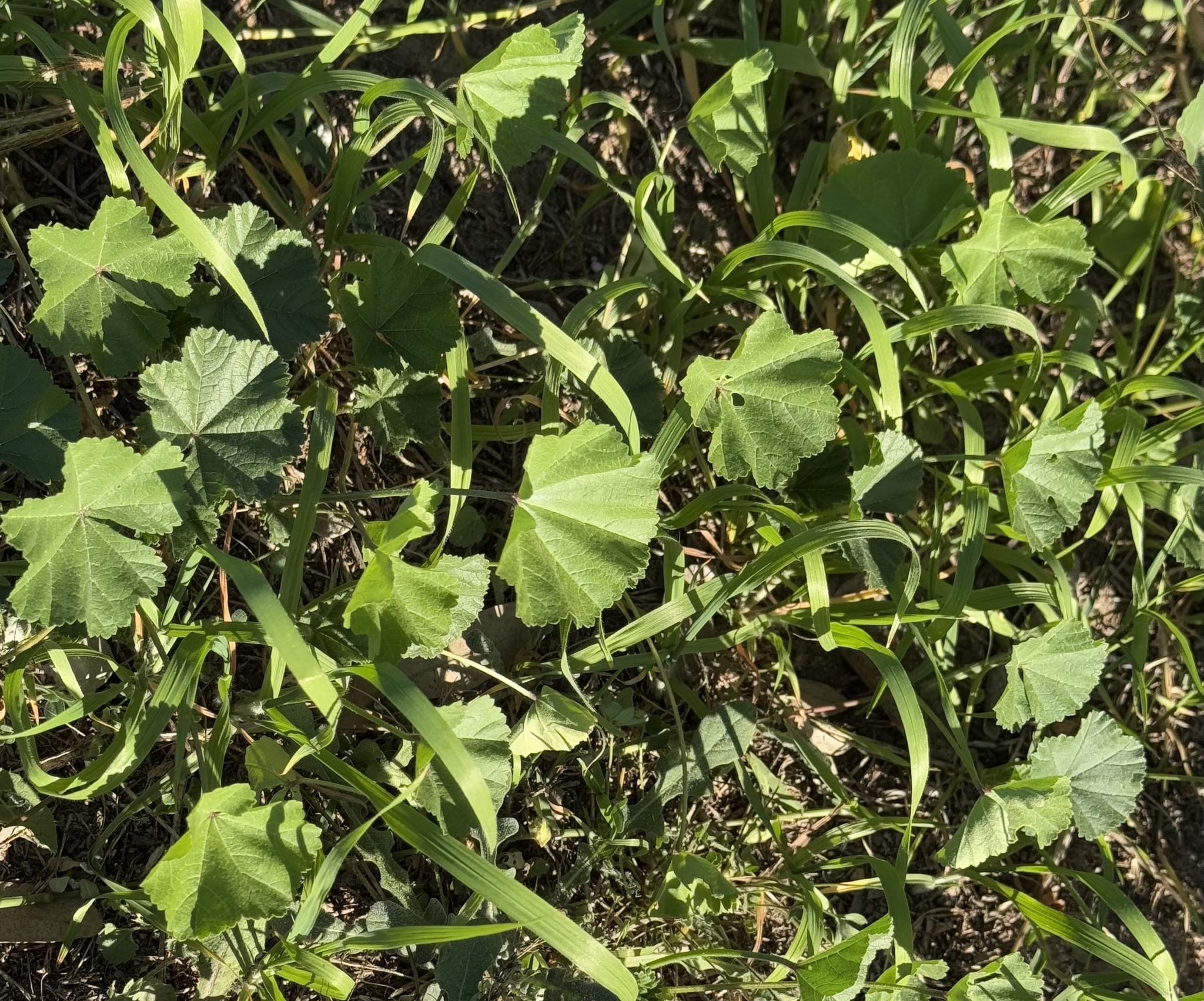 Imagem de Malva-branca