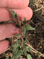 Amaranthus deflexus