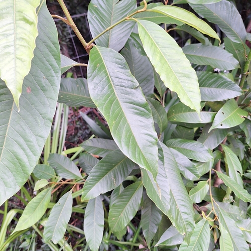 Image of Magnolia champaca by (c) Greg Tasney, some rights reserved (CC BY-SA)