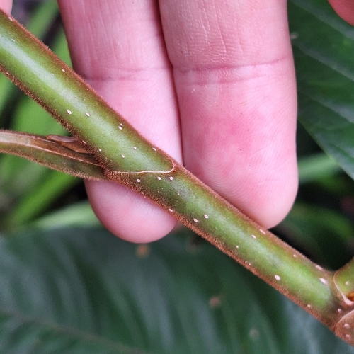 Magnolia champaca