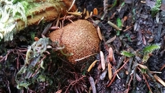 Elaphomyces muricatus