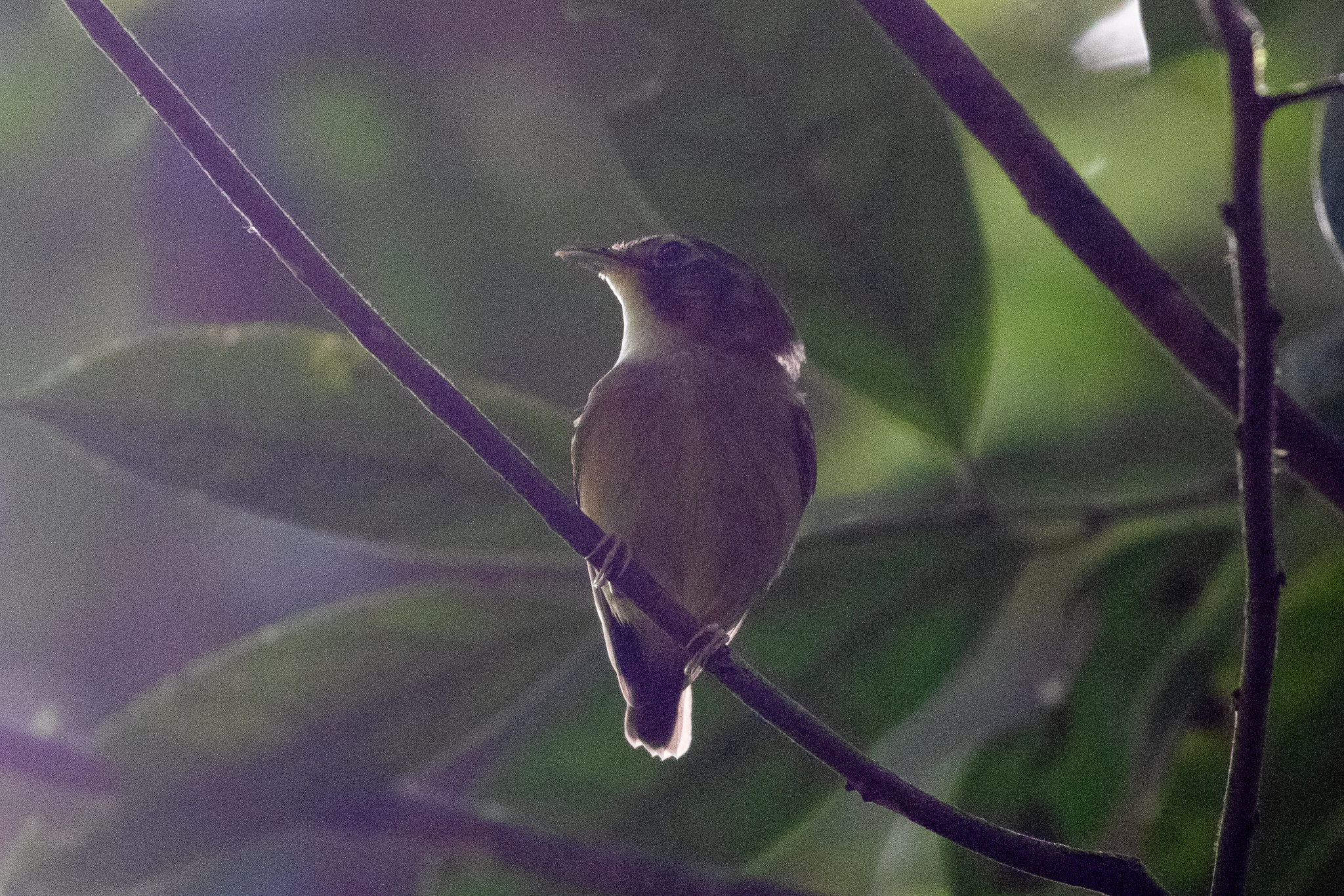 Stub-tailed Spadebill (Platyrinchus cancrominus), photo 4