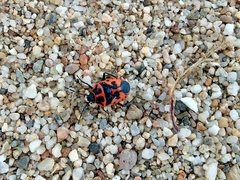 Eurydema spectabilis