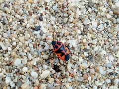 Eurydema spectabilis